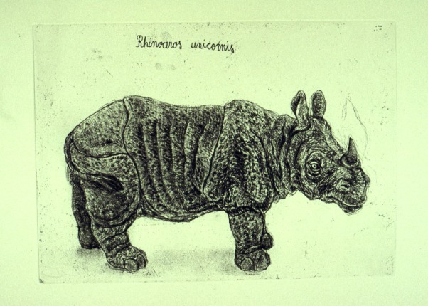 Rhinoceros unicornis (© Johanna Kiivaskoski)